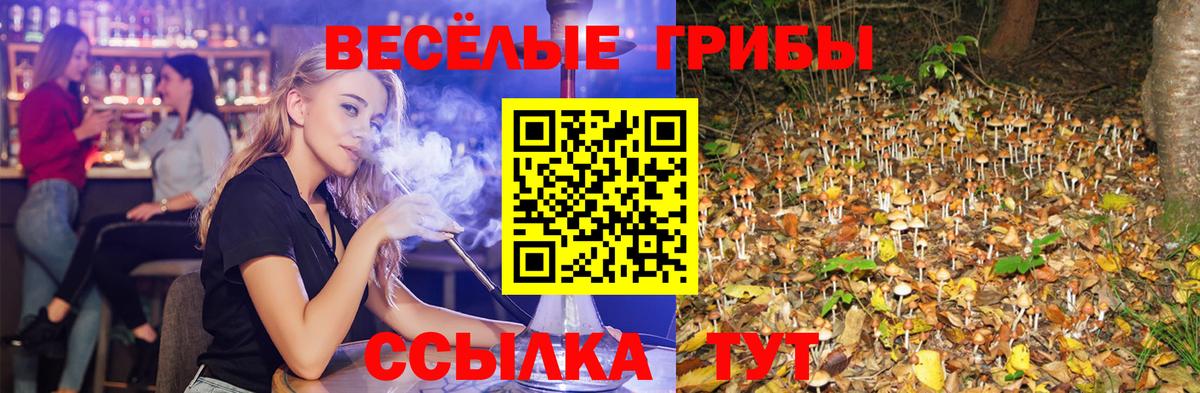 Галлюциногенные грибы Psilocybe Ейск